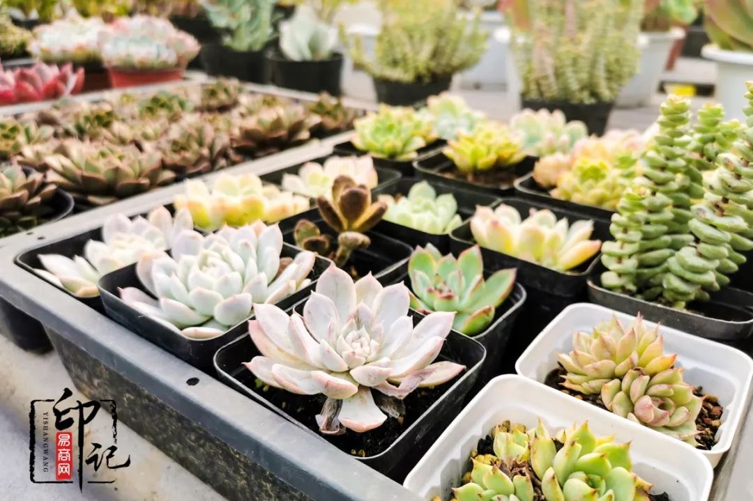 商丘花鸟批发基地,商丘花鸟市场地址