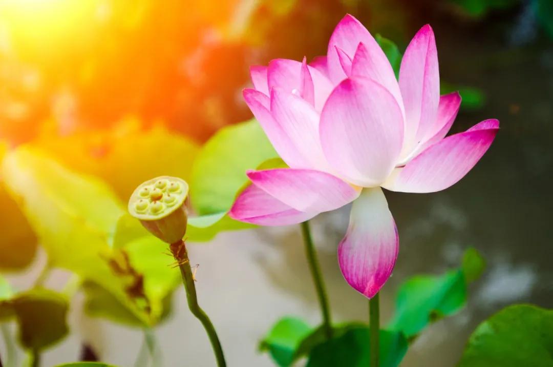 十首著名的荷花诗莲花别样红,最有韵味的荷花十首诗词