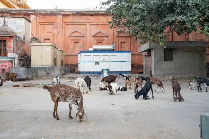 印度这座老城，房子都是粉色，去亚洲最豪华电影院只要几十元