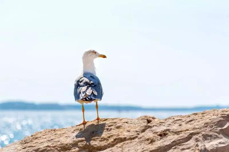 鎴戠殑鏃呮父鎽勫奖缇庡浗娓歌,鎽勫奖浣滃搧鎴戠殑鏃呰