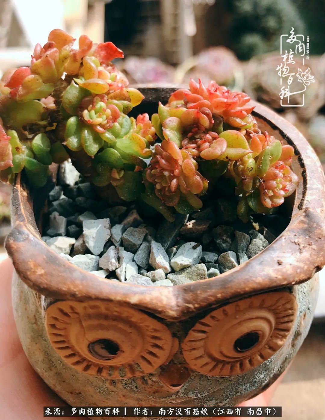 既见云胡不喜,既见君子云胡不喜毛笔楷书