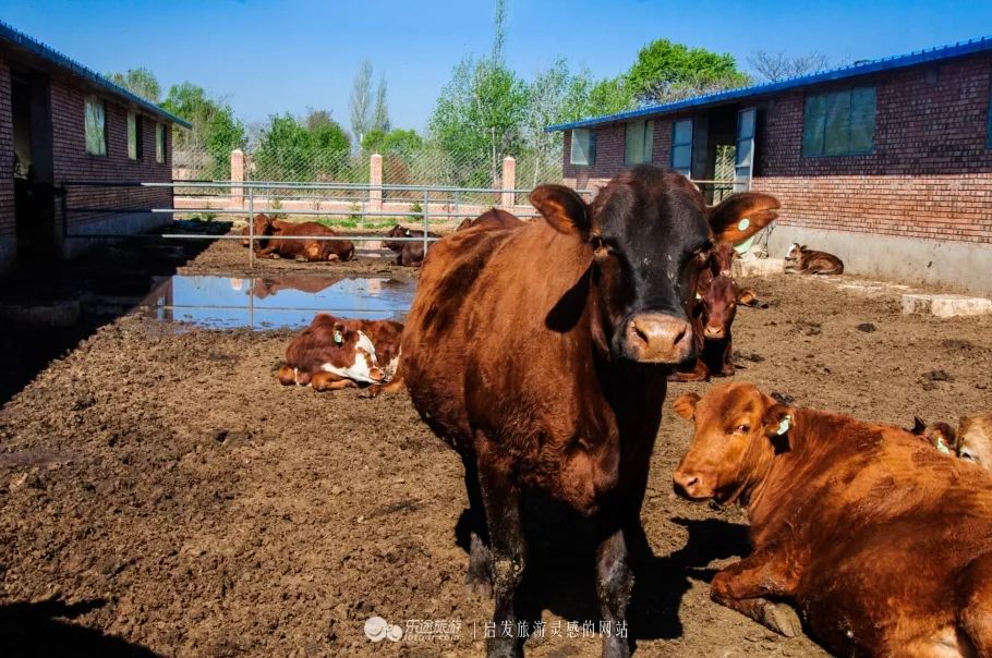 甘肃平凉崇信县有啥美食,平凉崇信美食排行榜