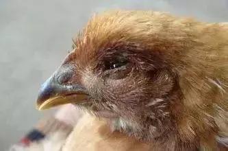 小鸡眼睛肿了怎么消肿,小鸡眼睛肿了喂什么药