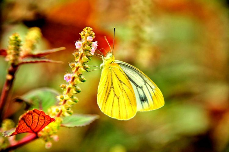 原创蝴蝶恋花,蝶恋花蝴蝶原唱