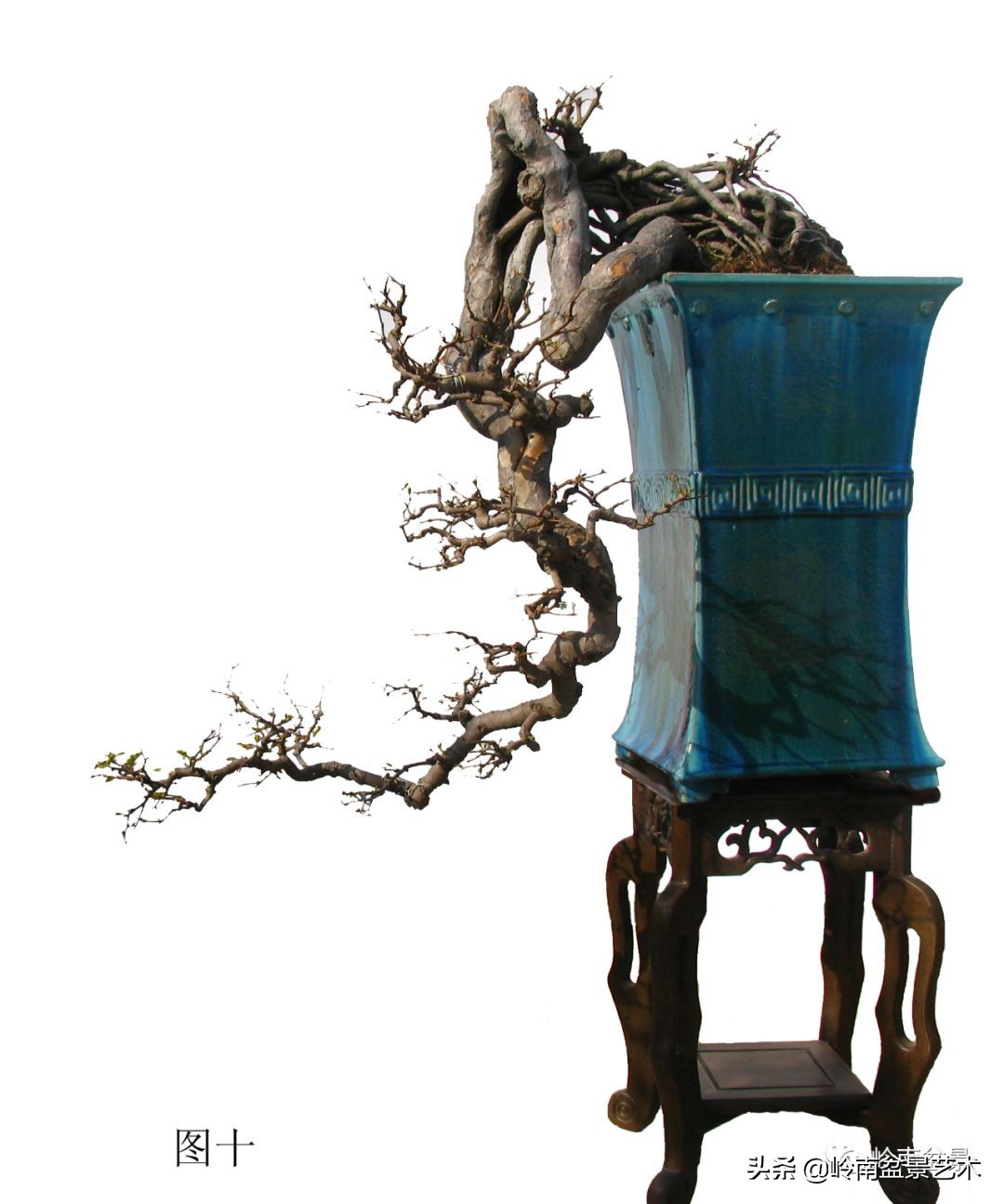 岭南盆景造型技术视频,岭南盆景极品成型图片