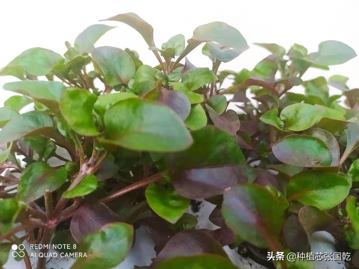 枸杞芽苗菜种植技术,室内枸杞芽苗菜的种植方法