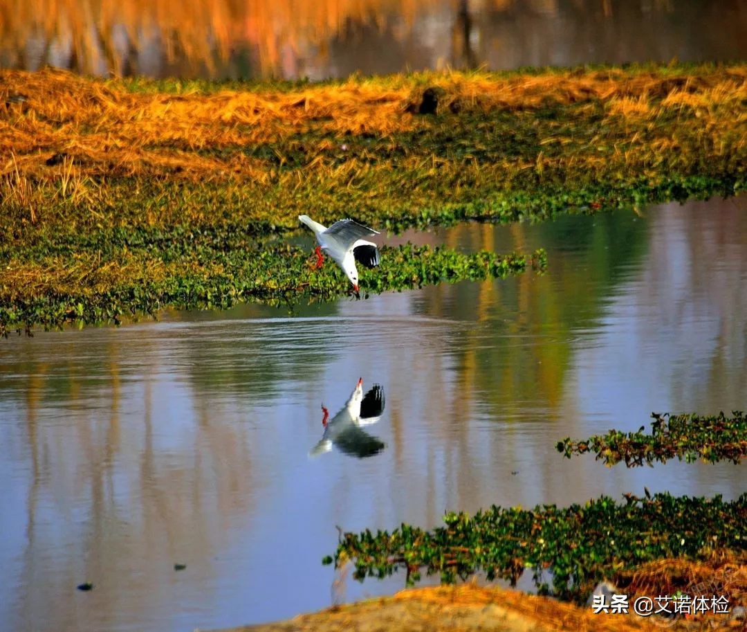 合肥景区免费景点,合肥旅游景点大全免费玩