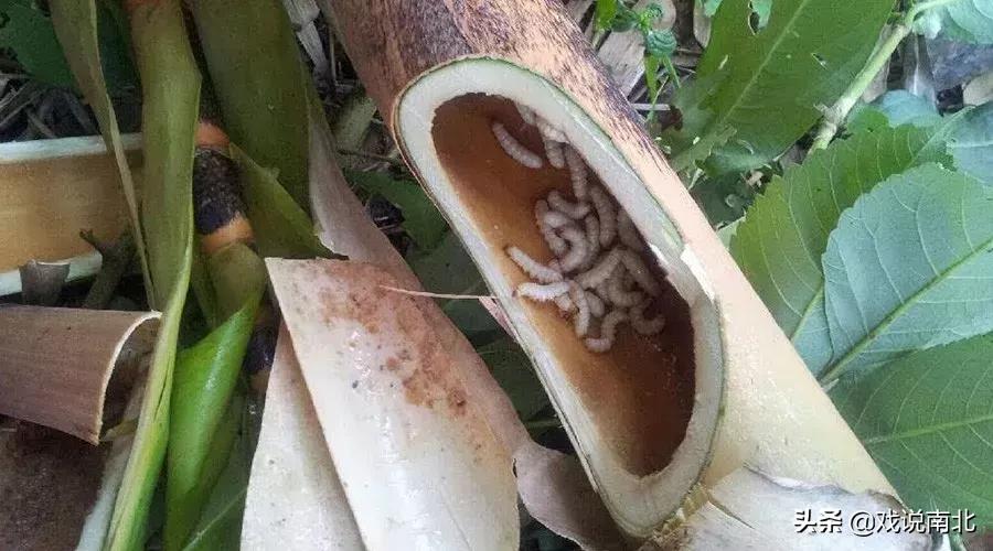 地道美食酥炸竹虫推荐,北方无法接受南方七大美食排行榜