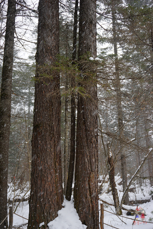冬季旅游好去处排行榜不看雪,林海雪原旅游景区