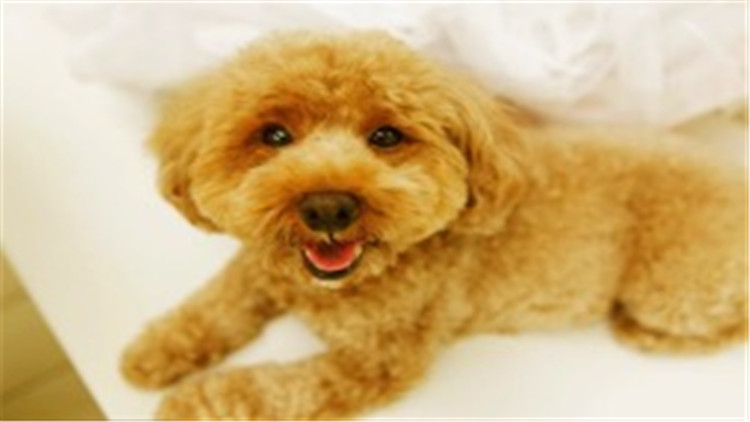 怎么养贵宾犬的方法大全,贵宾犬怎么养最好