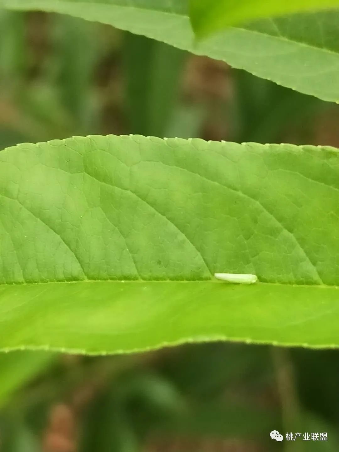 桃树幼果期是防治病虫害最重要的时期