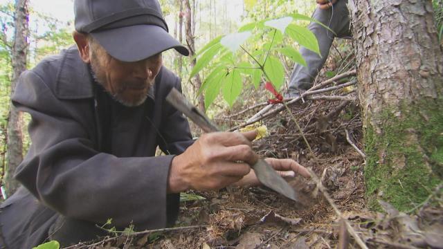 抚松县原始森林,吉林抚松森林
