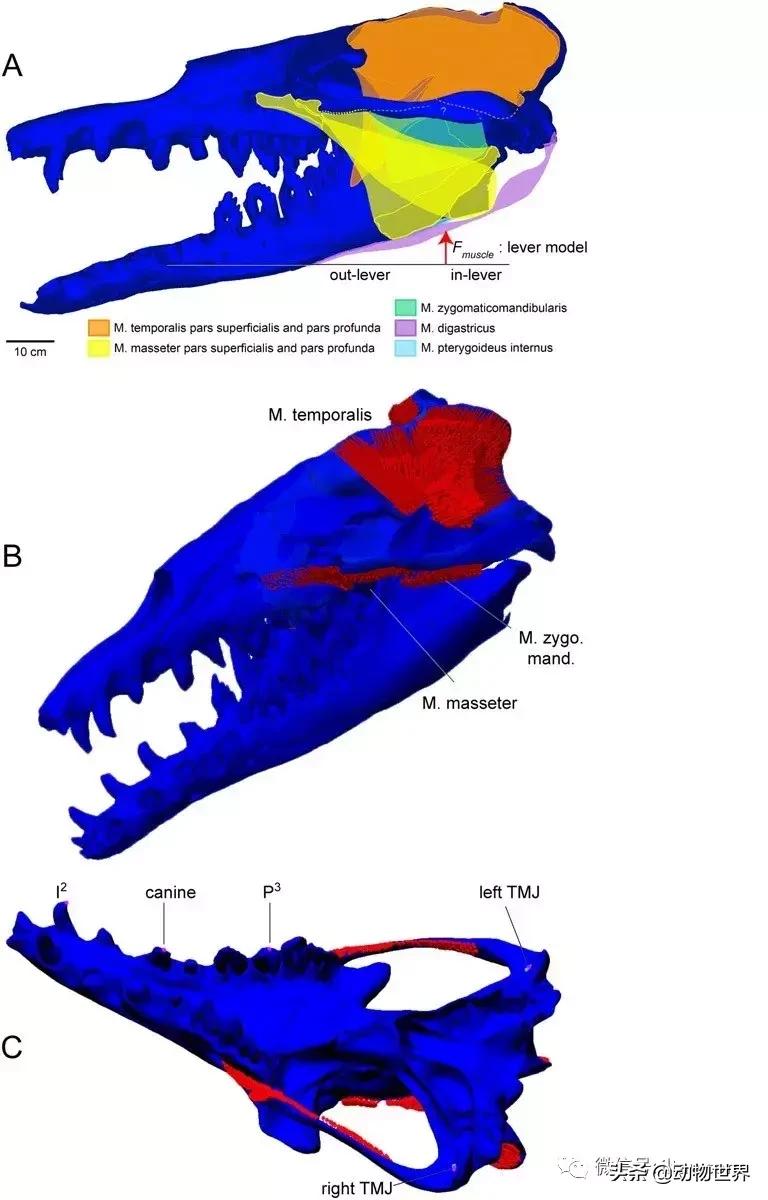 史前海洋生物龙王鲸,原始的龙王鲸到底长什么样