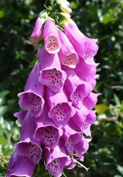 世界顶级奇花异卉,最美奇花异卉