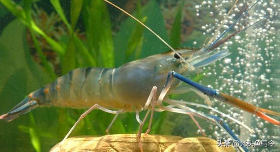 巨型虾入侵,罕见巨虾入侵