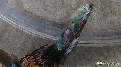 观赏鱼失鳔病治法,观赏鱼失鳔是什么原因