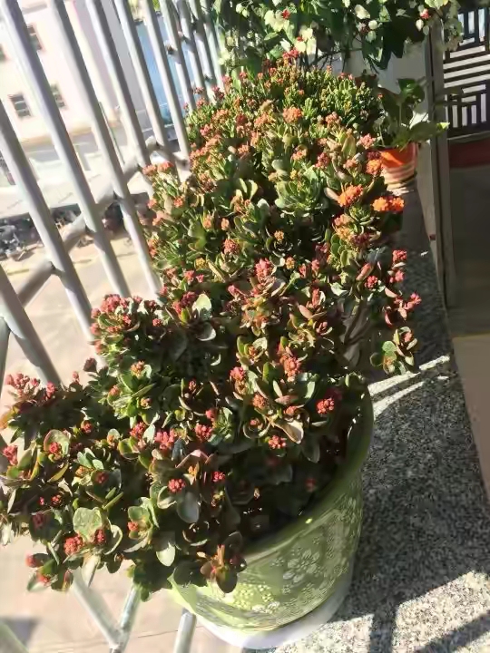 长寿花落蕾处理方法视频,长寿花打花苞