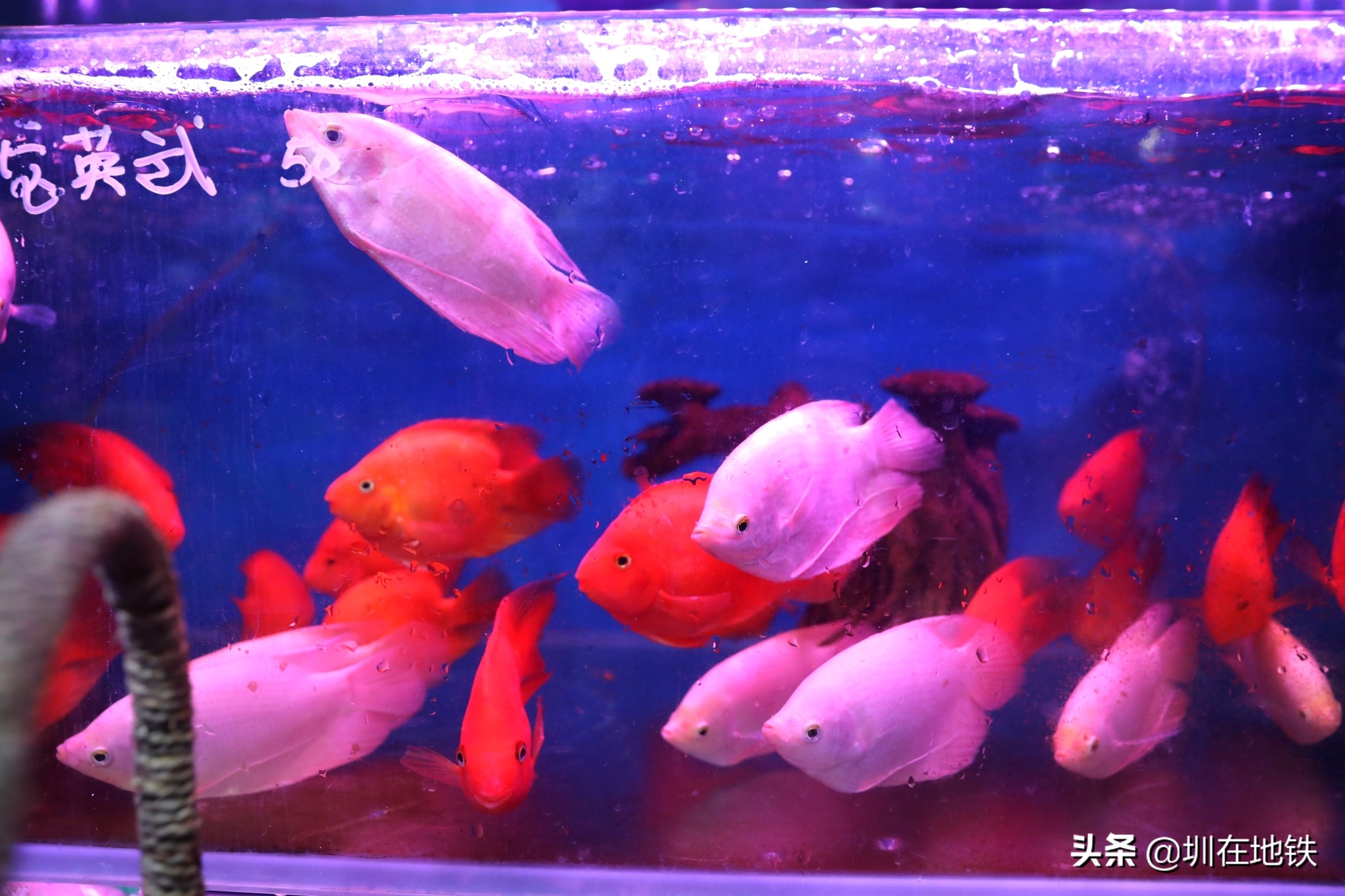 乘坐地铁到滘口花卉市场,从地铁到花卉市场