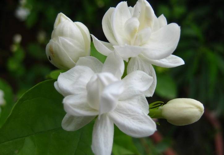 养花新手老养死花,献给那些总把花养死的人