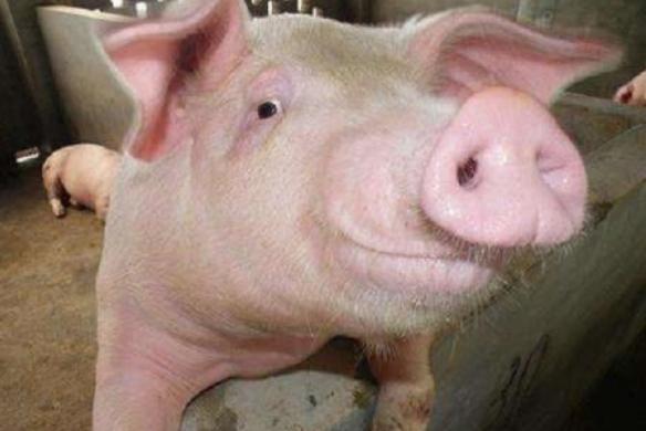 每一个兽医和养殖户都要牢记的猪病诊治口诀