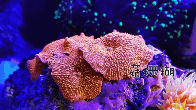 罗源湾海洋世界鲨鱼,汕头水母海洋世界图片