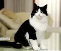 中国猫的雅称,猫生百态包括什么