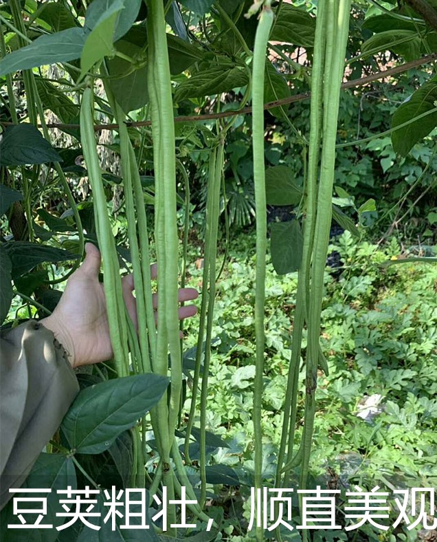 适合秋天种的豇豆,自家种的豇豆绝对接地气