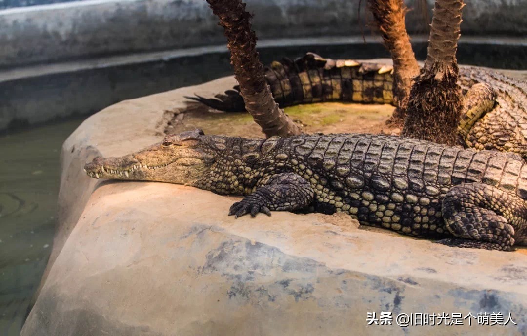 简单画大鳄鱼,儿童画大鳄龟