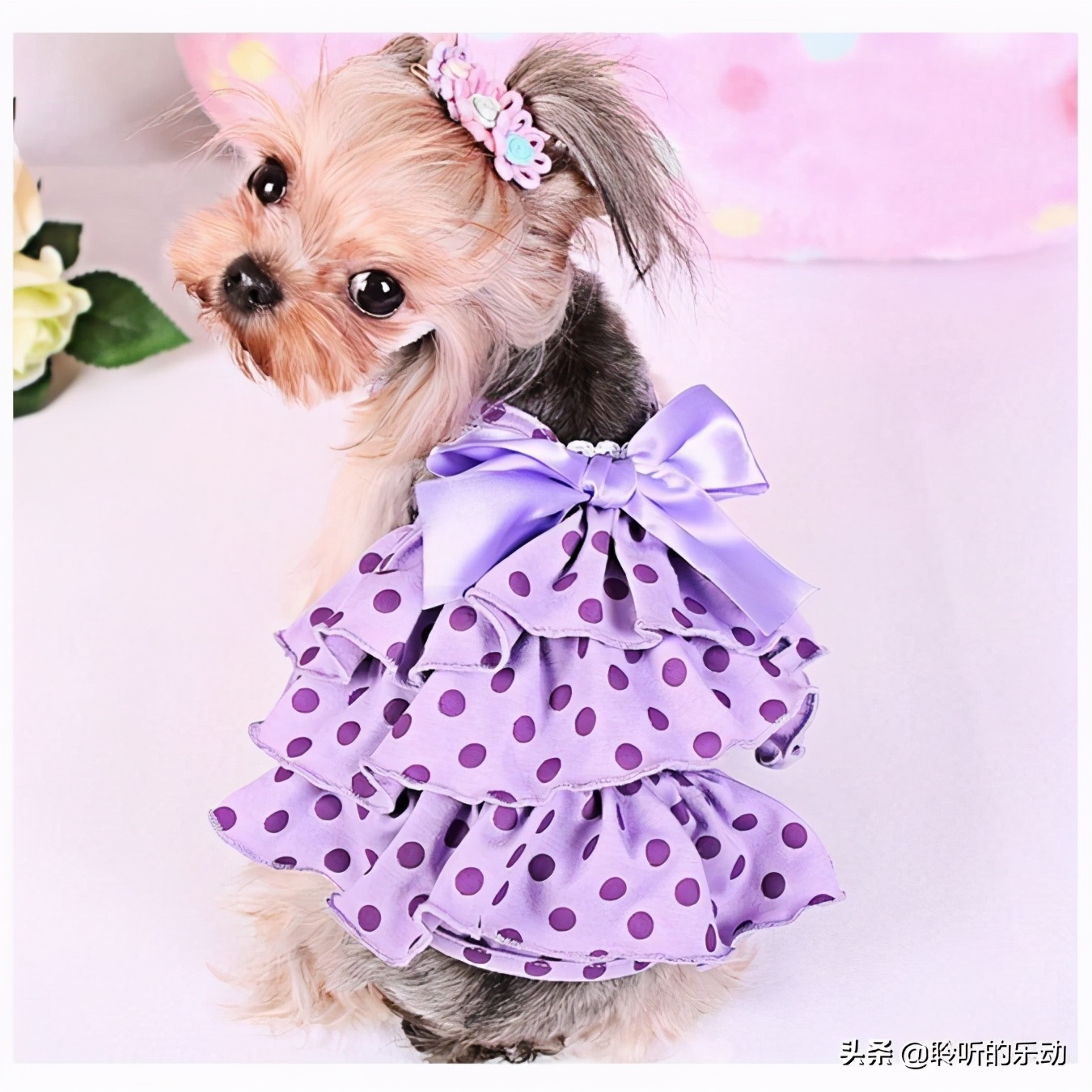 十大可爱的宠物狗,最潮的狗狗穿衣搭配