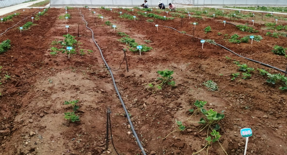 棉隆熏蒸,土壤熏蒸杀菌剂大全