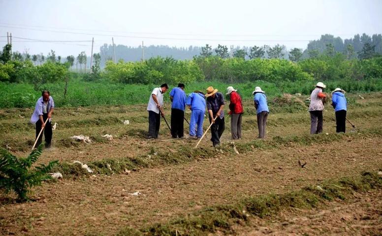 耕地抛荒原因探讨,为什么农民土地荒了