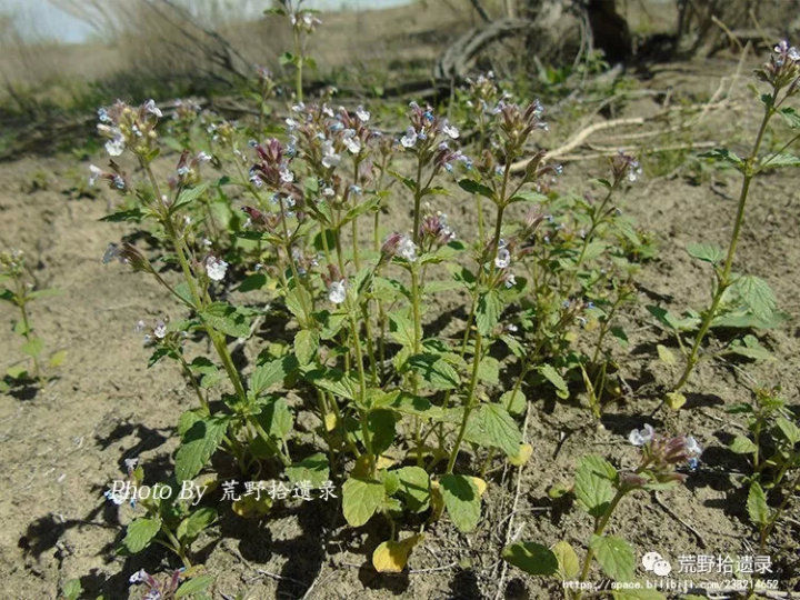 荒野拾遗录,荒野拾遗录完整