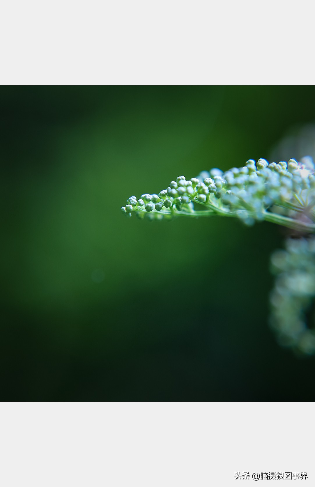 佳能rf24105f4和ef24105f4二代,佳能24105银圈镜头虚化效果