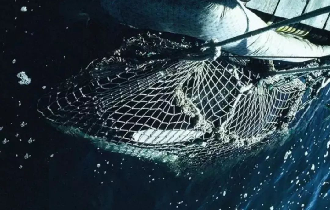 每个生命都值得被虐待,任何生命都不该被虐待