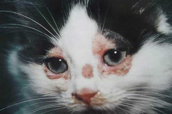 铲屎官必知判断猫咪生病的症状,人对猫咪过敏的症状