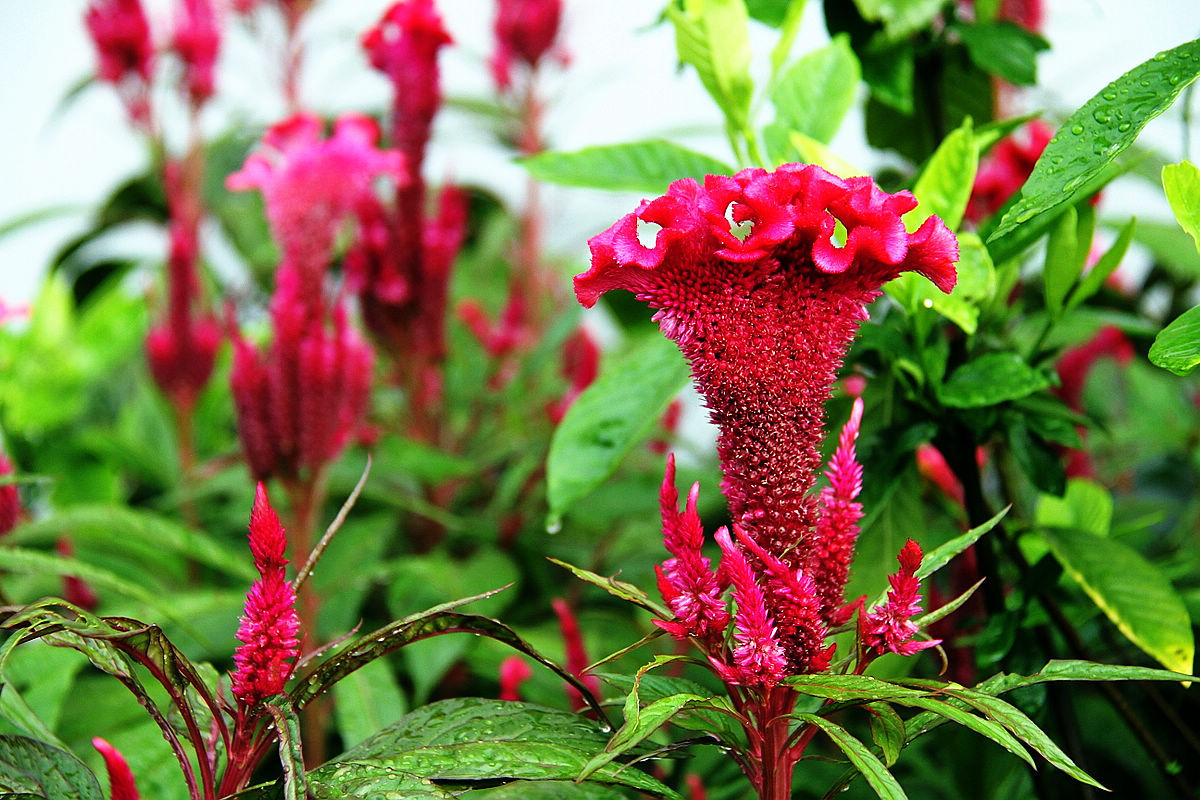 小时候经常见又叫不上名字的植物,一些常见的能吃的植物名称