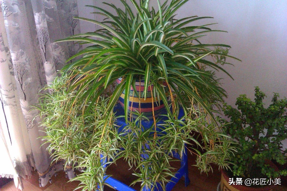 吊兰叶片少不长新叶片是什么原因,吊兰不长藤条怎么回事