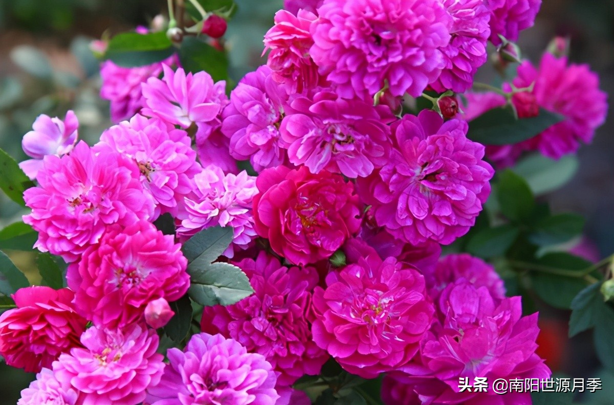 超级微型月季株型紧凑,最漂亮10种微型月季图片