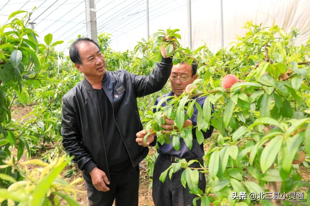 民宿木屋采摘园,休闲观光特色民宿生态采摘