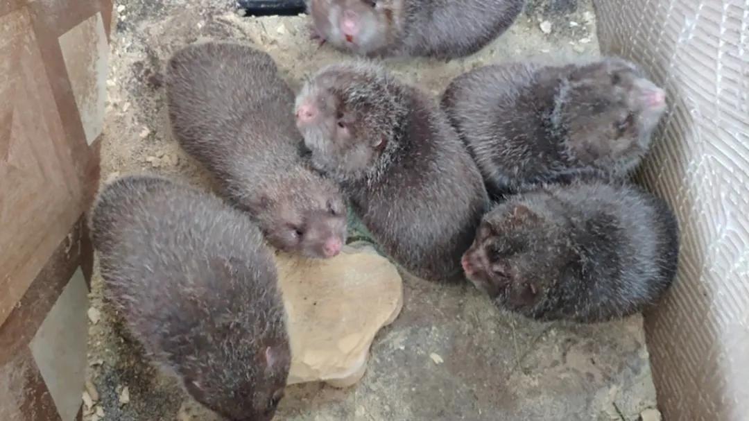 竹鼠多少只被判刑,养殖竹鼠判刑