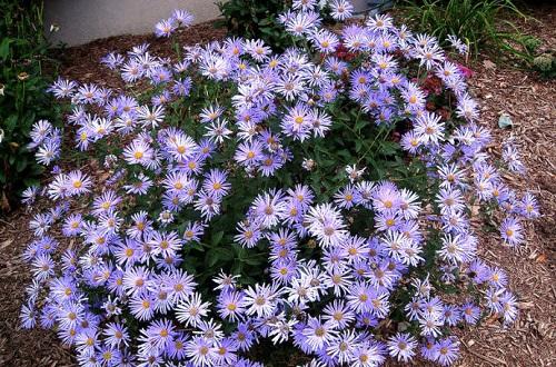 钃濈传鑹茬殑鑺辨湁鍑犵,10绉嶈秴缇庣殑娴呯传鑹茶姳