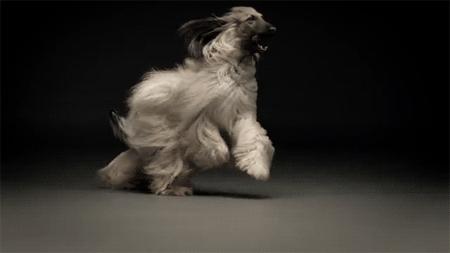 狗界无攻击性犬种哈士奇上榜,哈士奇在狗界中排名第几