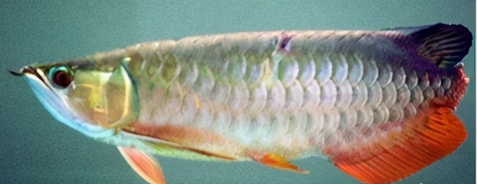 小龙鱼疾病,龙鱼突发疾病