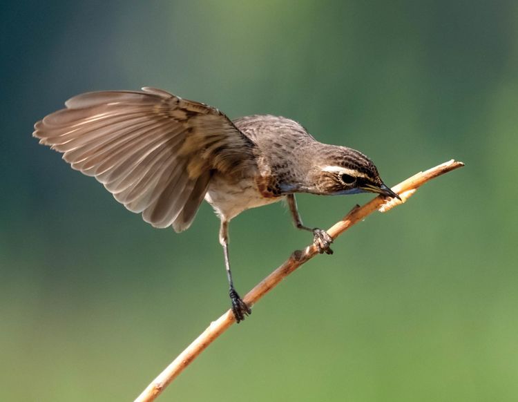 情人岛拍摄地点,情人岛航拍视频