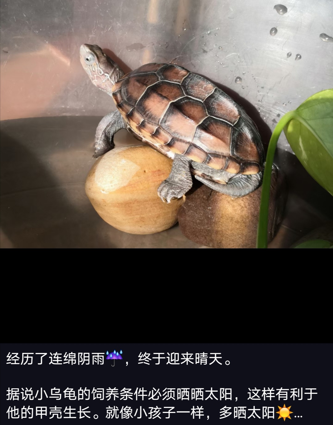 “熬过了天灾,却没躲过*祸人**!”放生成了送命,对不起,小乌龟