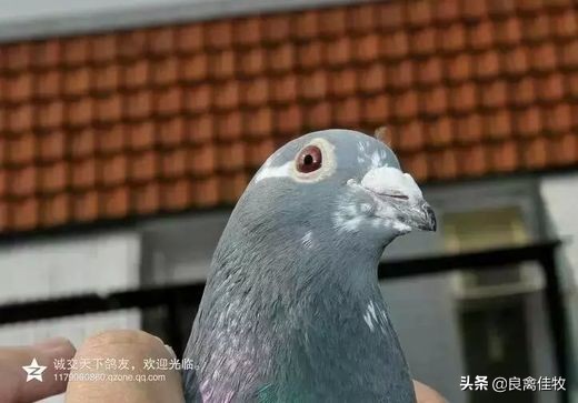 鸽子的常见疾病及治疗方法,鸽子常见疾病及治疗方法大全