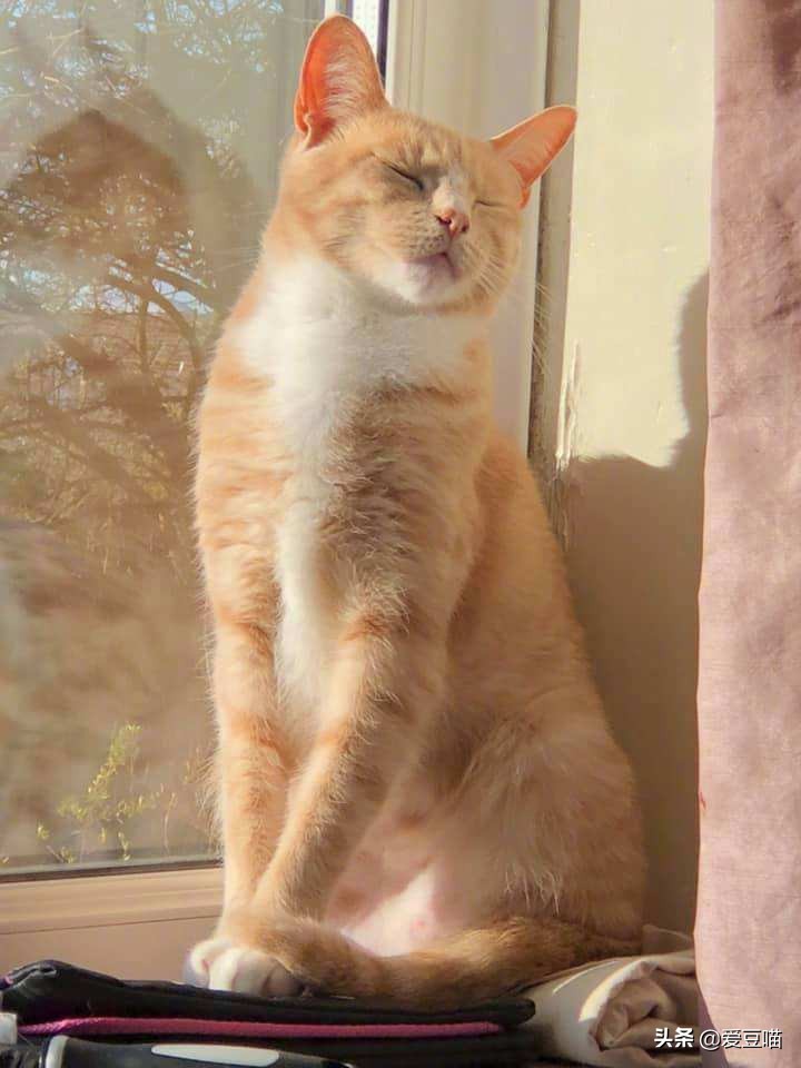 猫癣反反复复总不好怎么办,猫癣反反复复好不了怎么办