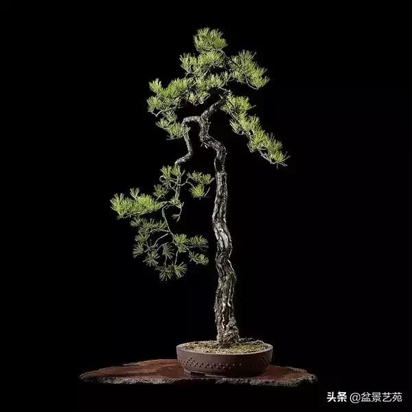 西泠印社砚台最高价拍卖记录,杭州西泠拍卖盆景