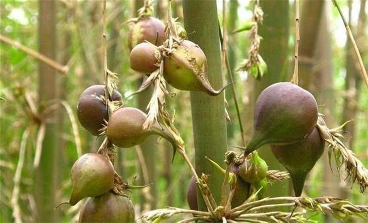 “竹子开花，马上搬家”，竹子开花真的预示有“大灾”要发生吗？