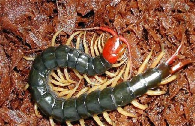 蜈蚣养殖技术培训班,蜈蚣的养殖方法视频教程